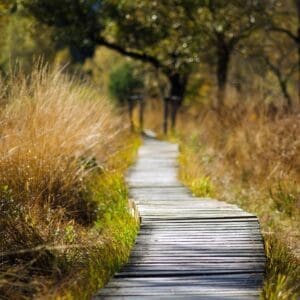 Summer Walks…